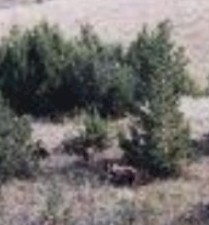 bears3.jpg (12702 bytes)