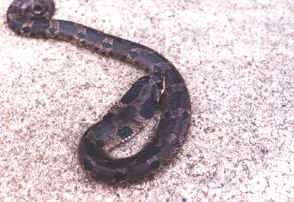 hognose.jpg (46970 bytes)