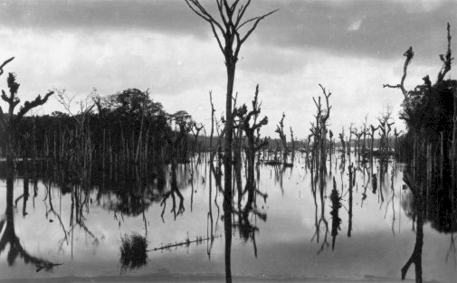 dyingjungle.jpg (47550 bytes)