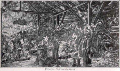 orchid1.jpg (56312 bytes)