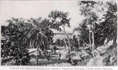 orchid2.jpg (65408 bytes)