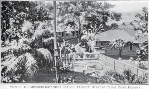 orchid3.jpg (65009 bytes)