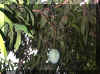 mango.JPG (129775 bytes)