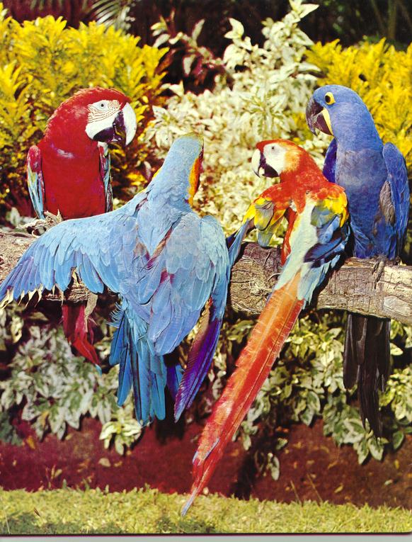macaws.jpg (114657 bytes)